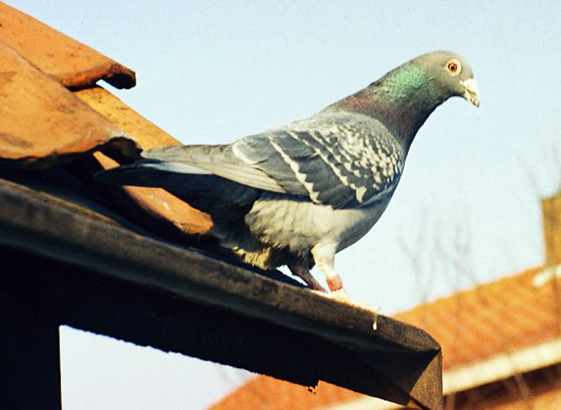 Transporter Pigeon